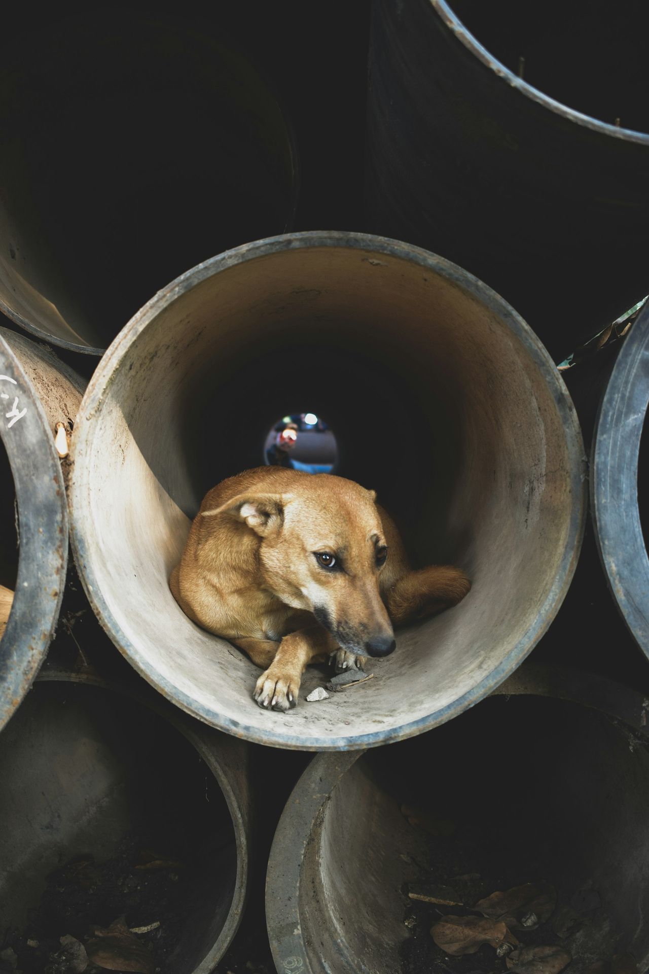 A dog is sitting in a pile of pipes